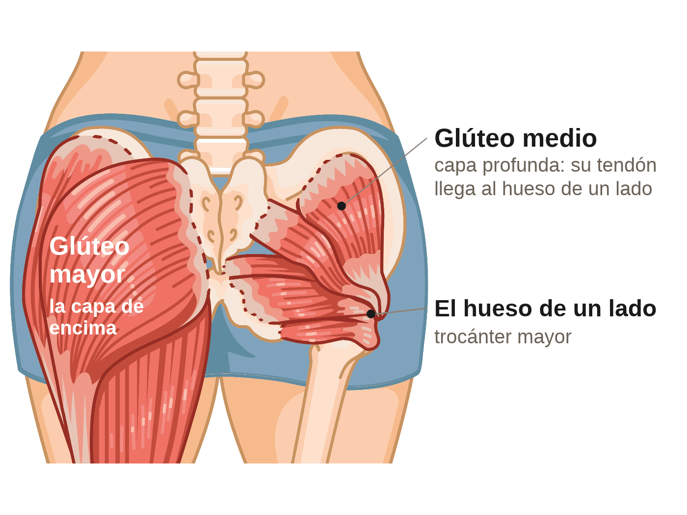 Ilustración de los músculos de los glúteos vistos de espaldas. De un lado, el glúteo mayor, la capa de encima. Del otro, la capa profunda: el glúteo medio, cuyo tendón llega al hueso de un lado, el trocánter mayor.