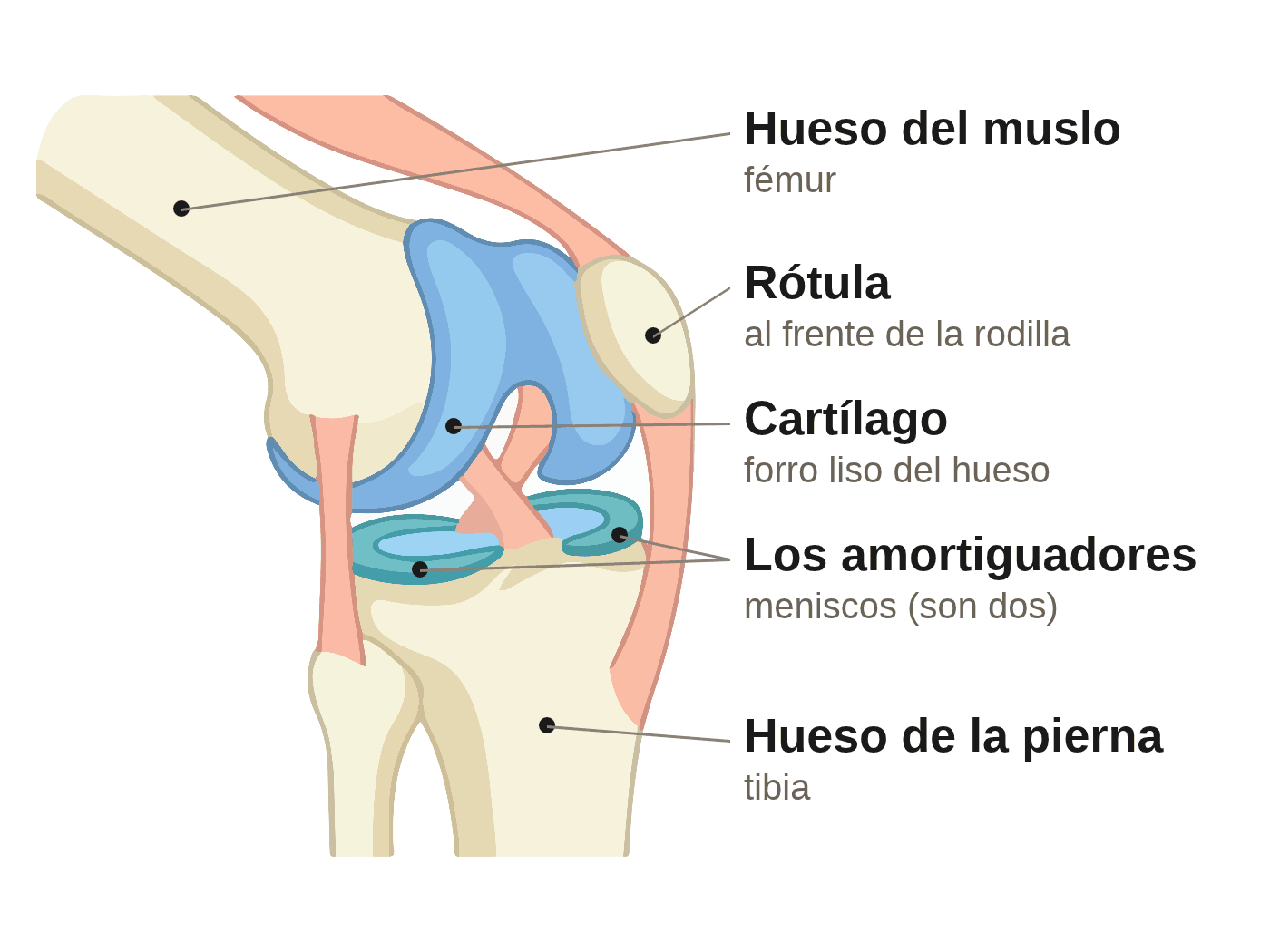 Ilustración de la rodilla vista de lado y doblada. Se señalan el hueso del muslo (fémur), la rótula al frente de la rodilla, el cartílago que forra el hueso, los dos meniscos —los amortiguadores— entre el fémur y la tibia, y el hueso de la pierna (tibia).