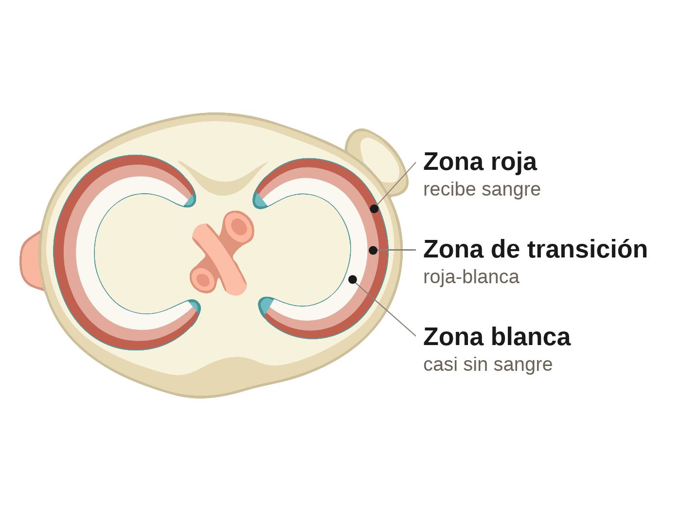Los dos meniscos vistos desde arriba, sobre la tibia. Cada menisco está pintado en tres bandas: la zona roja en el borde de afuera, que recibe sangre; una zona de transición roja-blanca; y la zona blanca en el borde de adentro, casi sin sangre.